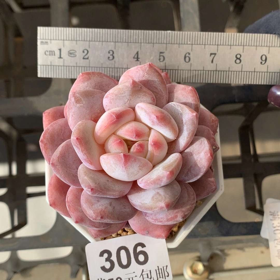 306星影橙单头冠服7