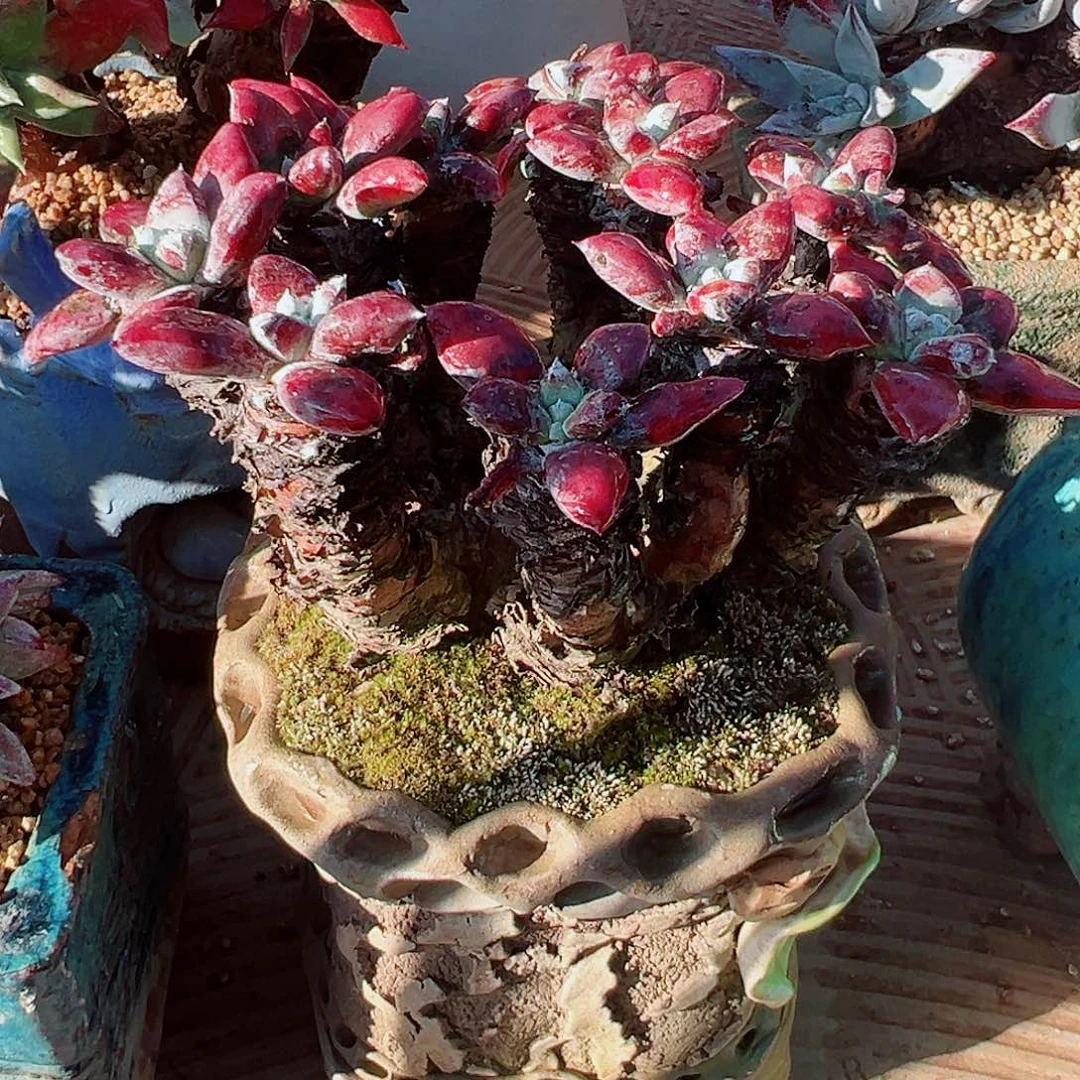 9338苹果叶仙女杯多肉