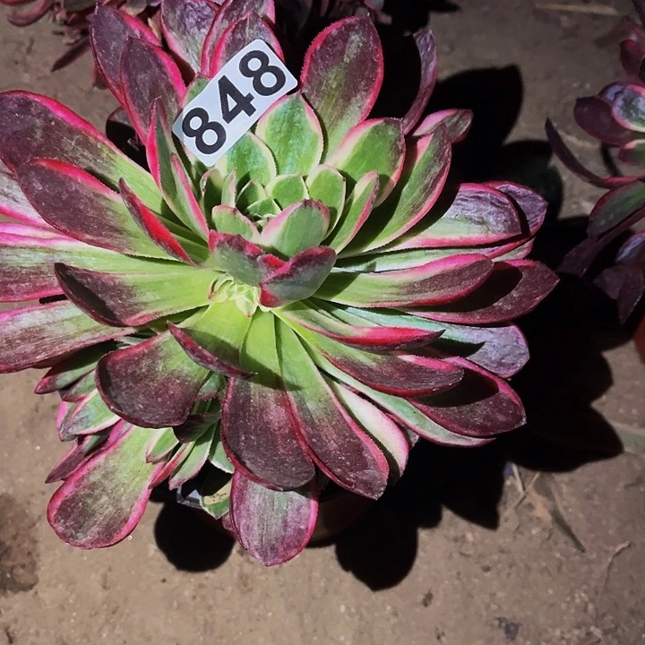 848荔枝多肉植物
