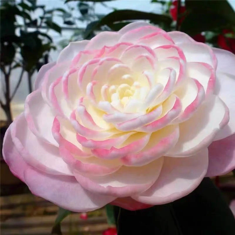 犹安娜皇后山茶花福建龙岩粉色茶花阳台盆栽清香庭院植物好养户外