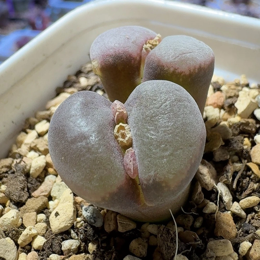 67号双头风铃一物一拍