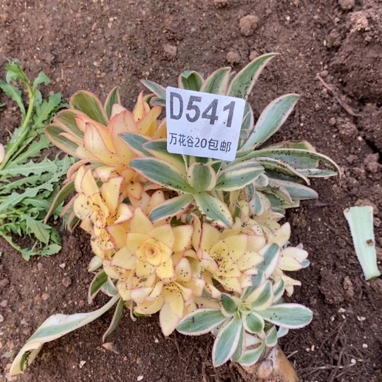 541燕姿锦无售后瑕疵品多肉