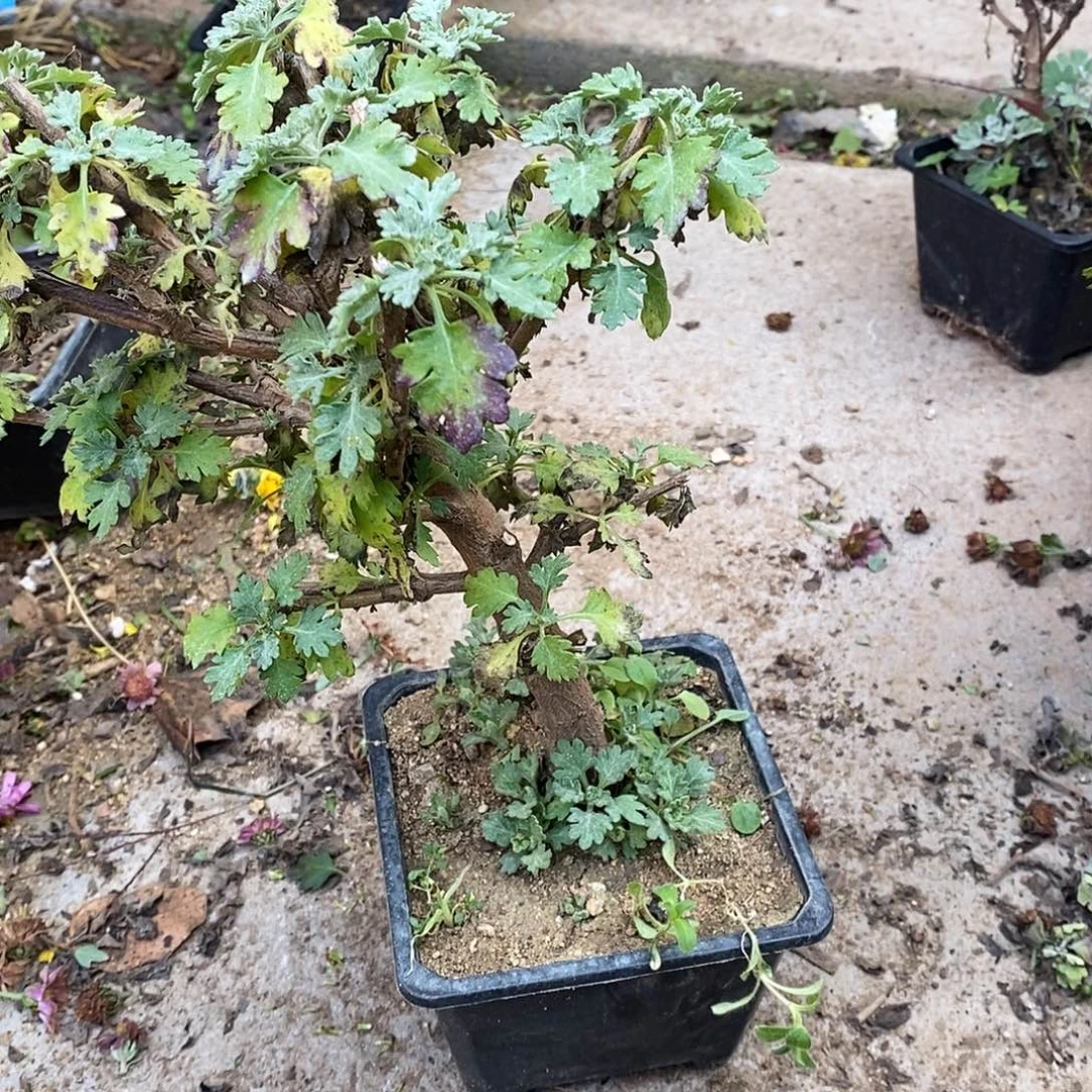 坤***凤完全开放盆景菊花