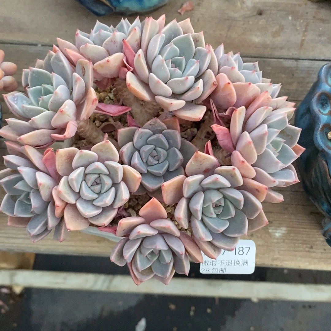 珠***心187号多肉群漂亮的