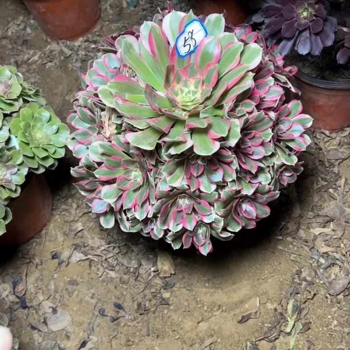 多肉植物粉女郎58