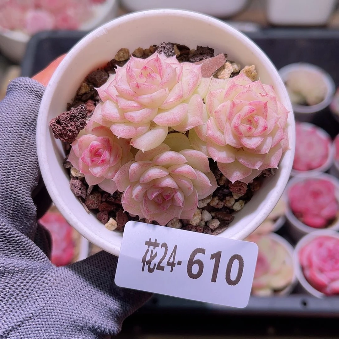 花24-610白天鹅群