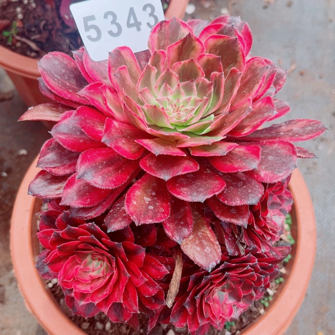 新品月笼沙多肉发货