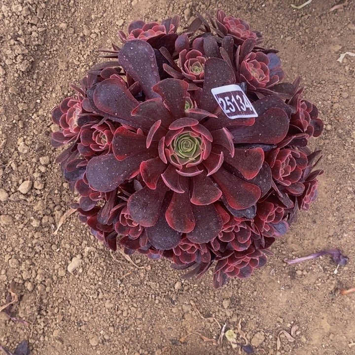 爱神大手捧花25134号