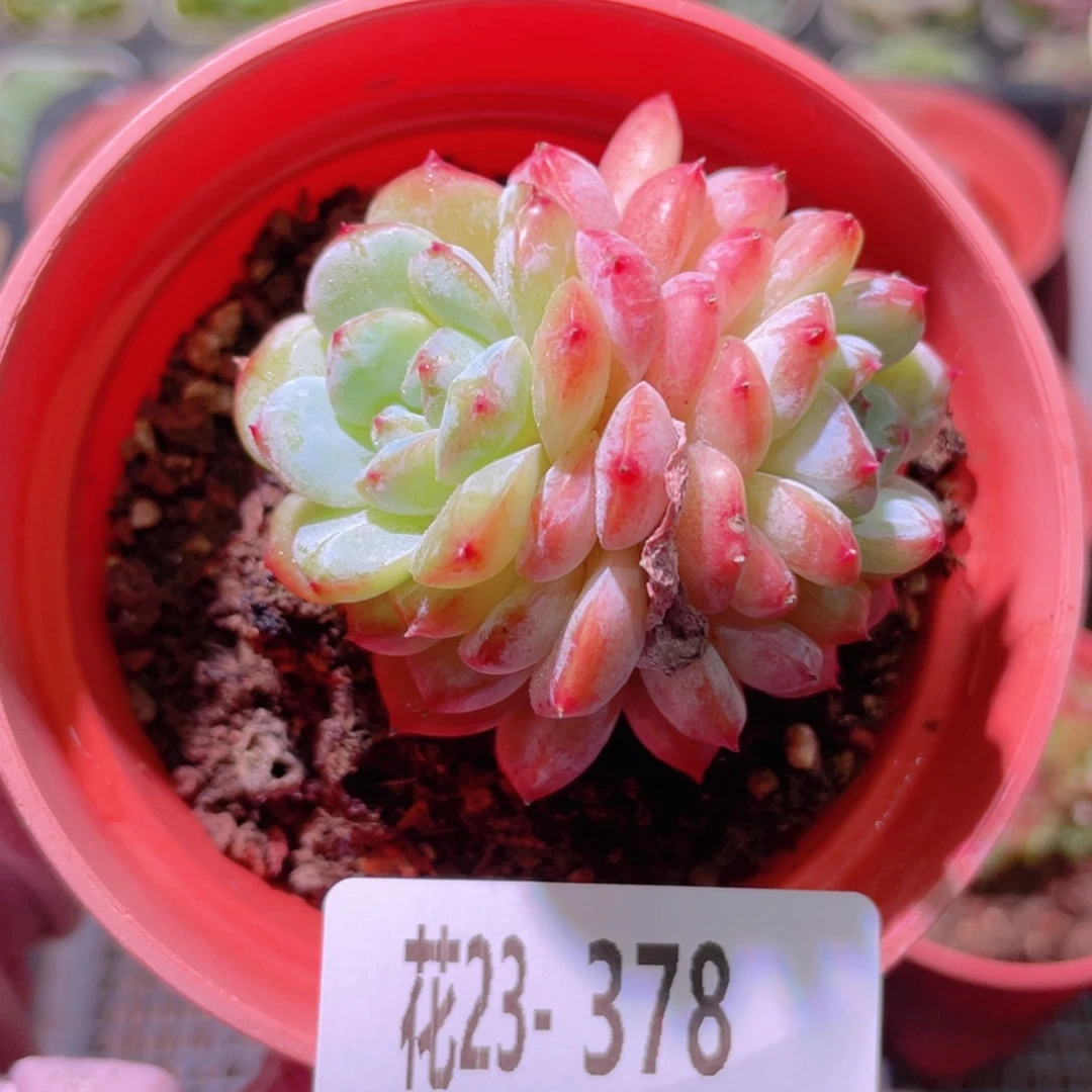 花利美23-378雪颜玉