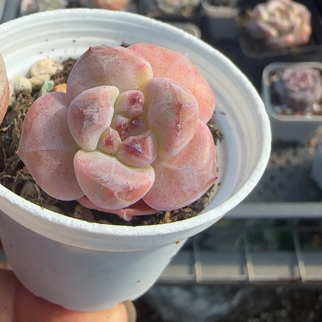 小卡拉米糖心一物一拍