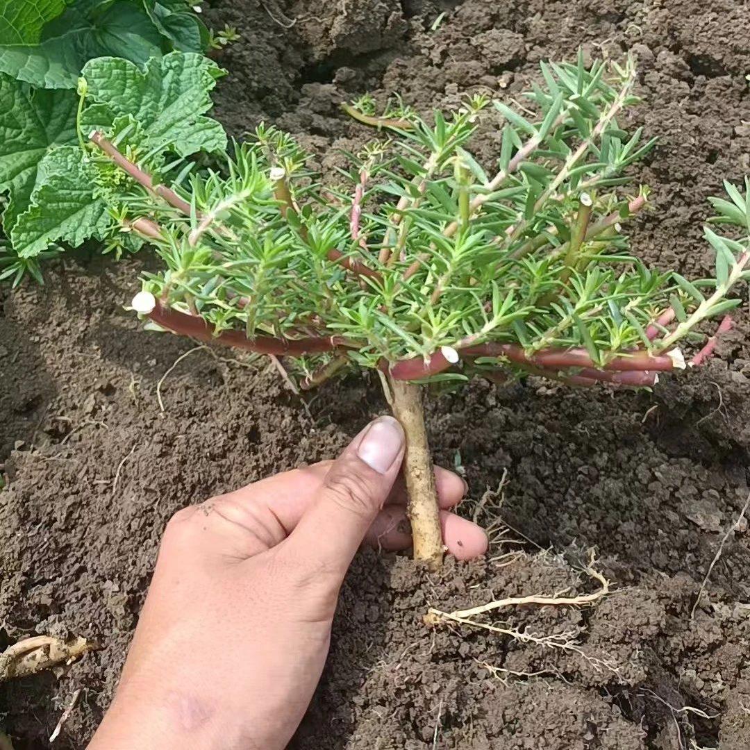 重瓣太阳花老桩玫红王花卉四季开花耐寒易存活阳台绿植
