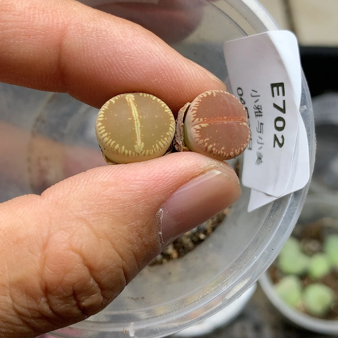 E702多肉植物保护