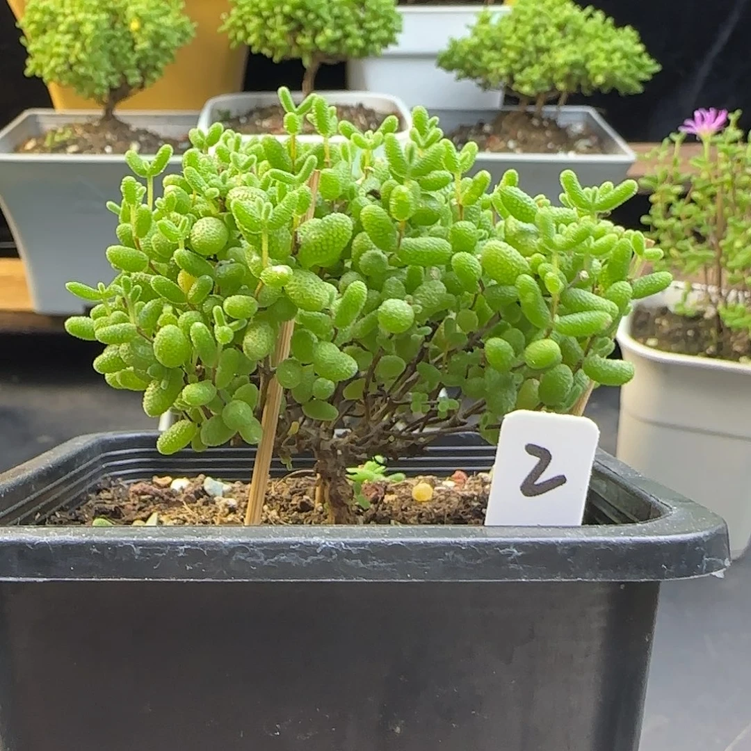 蜜橘糖球一物一拍