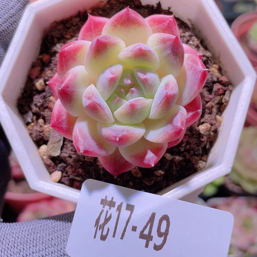 花利美17-49秘境冰魄