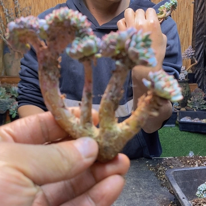 四***花481 号白胖子多肉植物