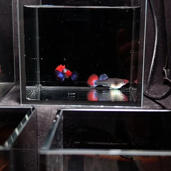 孔雀鱼红头小飞象一对精挑大耳