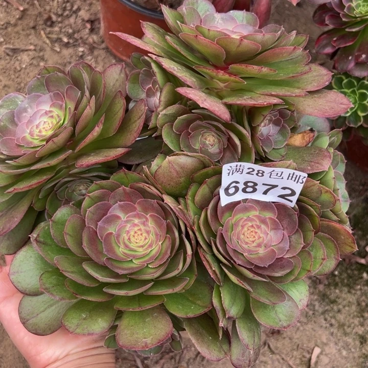 6872万圣节不包损多肉植物