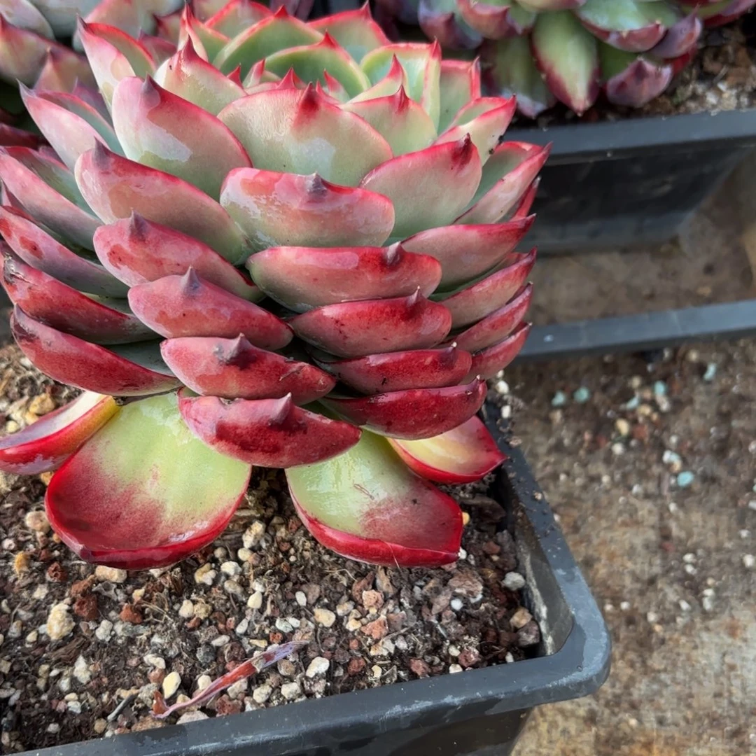 寳***钰哈哈哈哈把v哈哈哈哈哈宝贝