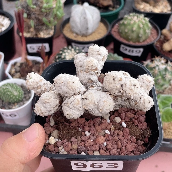 963大刨花角厚墩菊