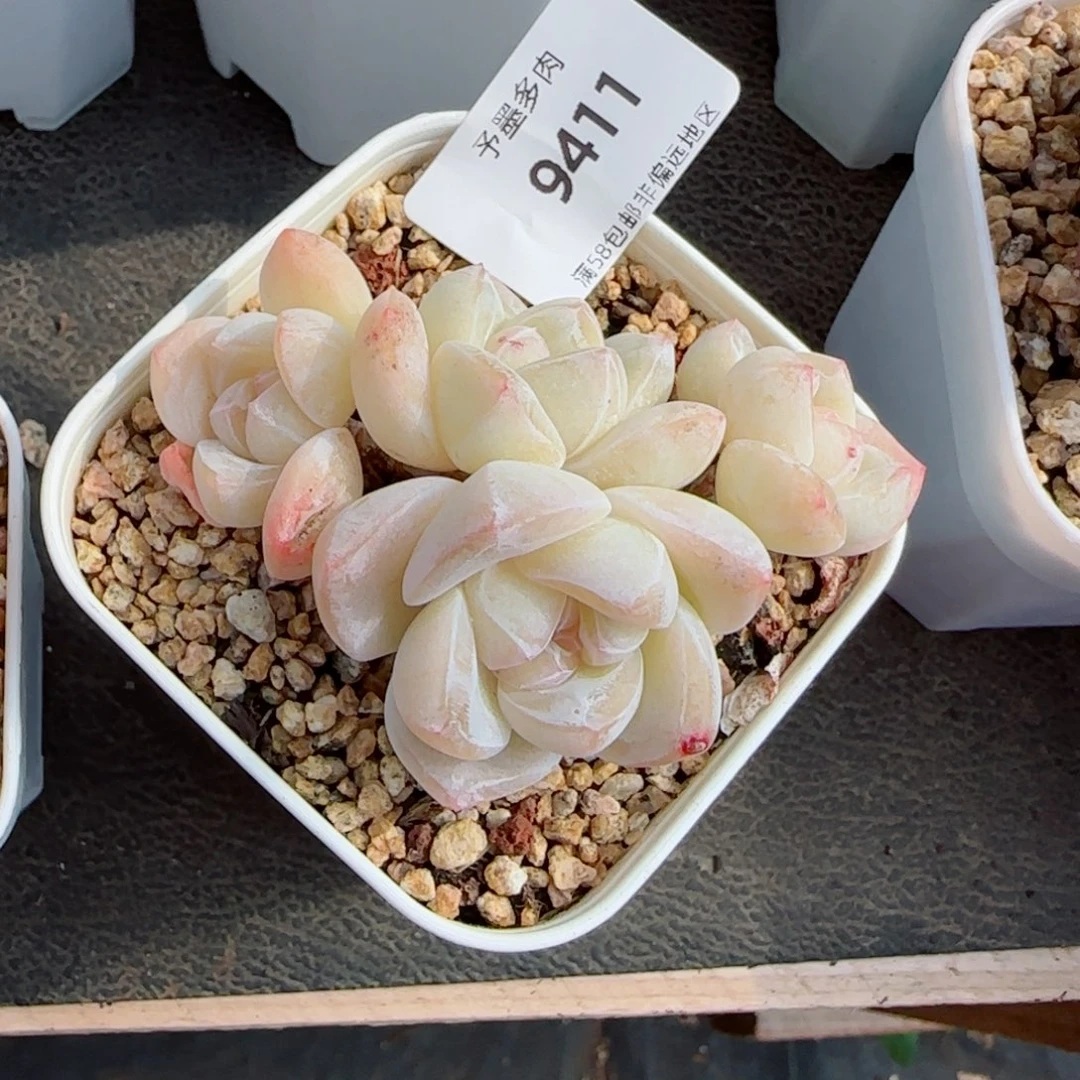 冰玉无砍，9411多肉