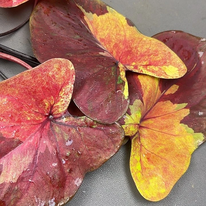 124-0626落日天空现货