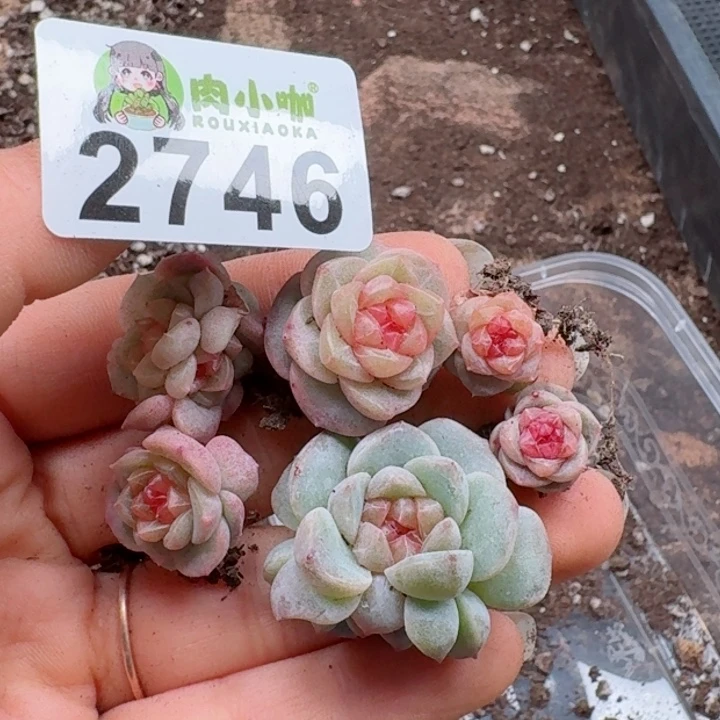 向*多肉植物多肉植物