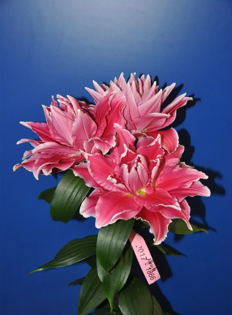 乔乔花屋 1球安图拉13/15cm深红色重瓣香水百合种球 不带盆土现货