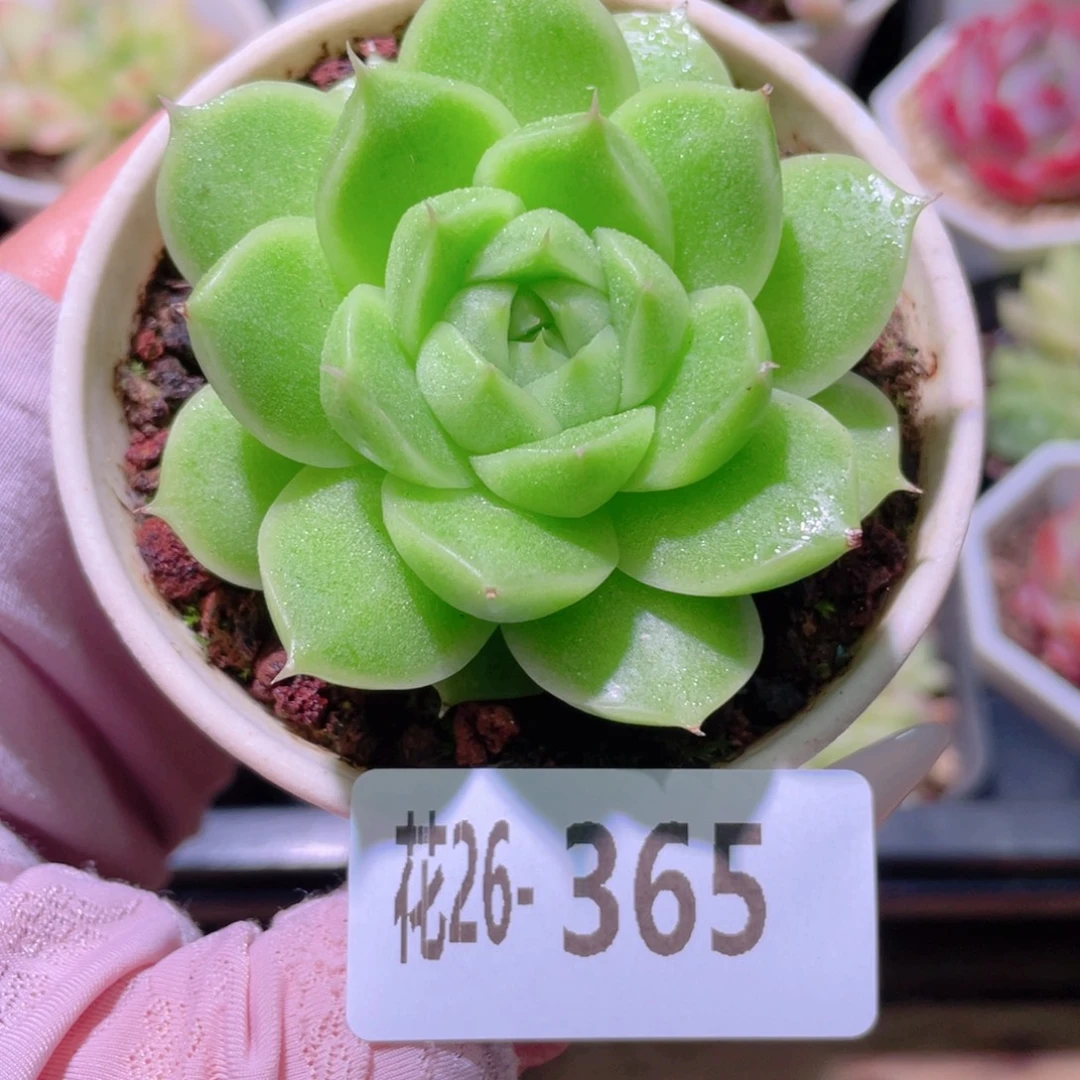 花利美26-365麦秆