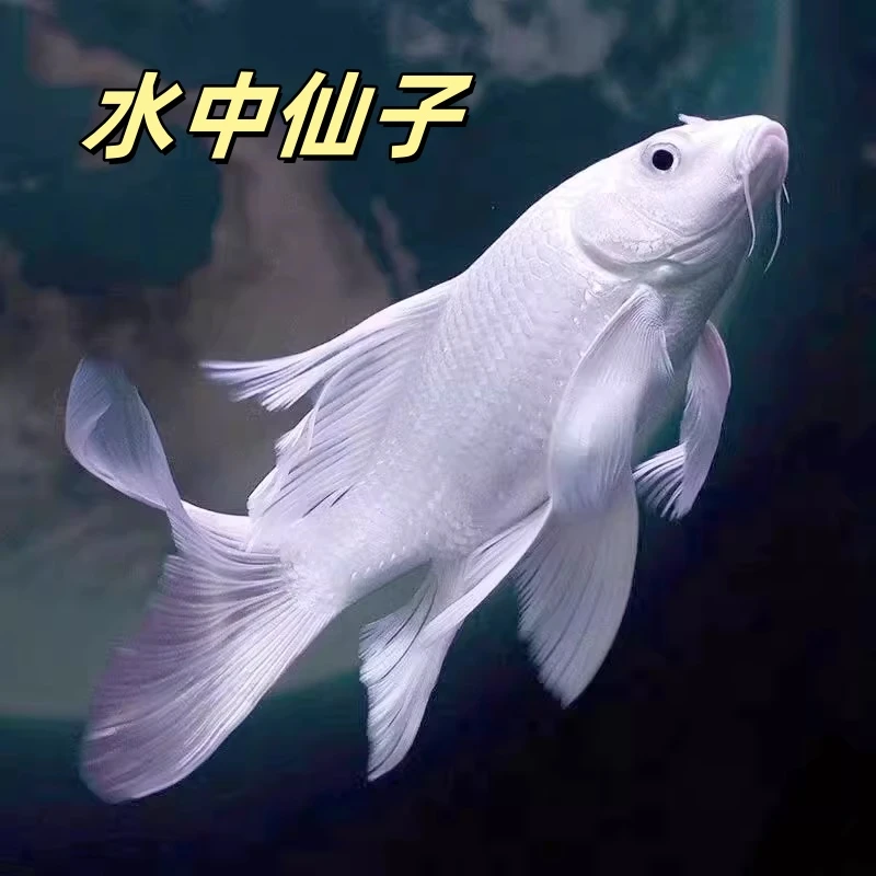 短身蝴蝶鲤鱼冷水鱼渔场直销好养耐活观赏鱼苗