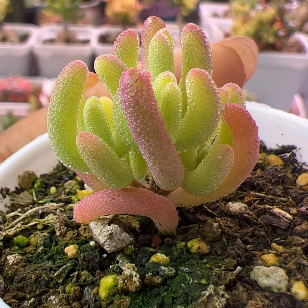 021多肉植物枝干钻石黄锦