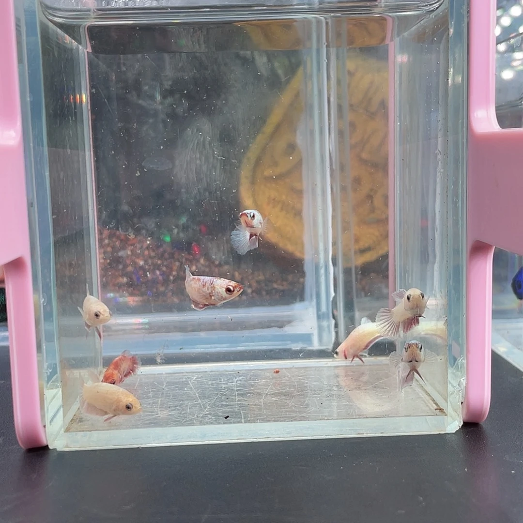 斗鱼19号13早彩金苗子