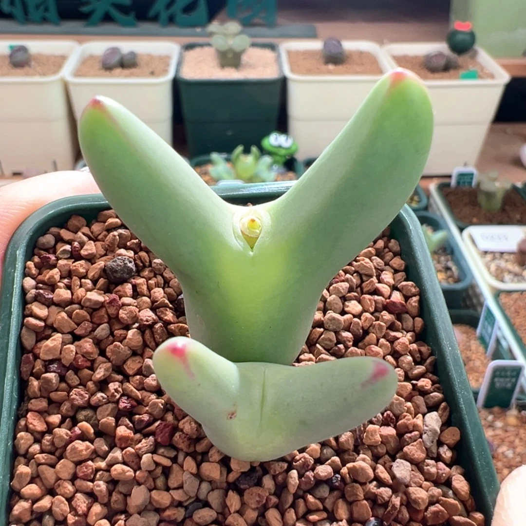 A236.  优选正版超长耳皮卡丘五年母本拆头。 八八折后价。