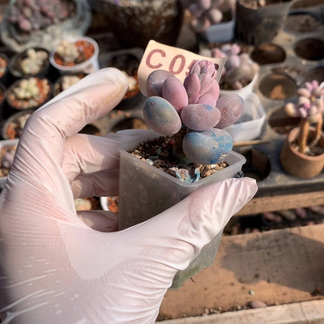 058 大叶奶酪多肉