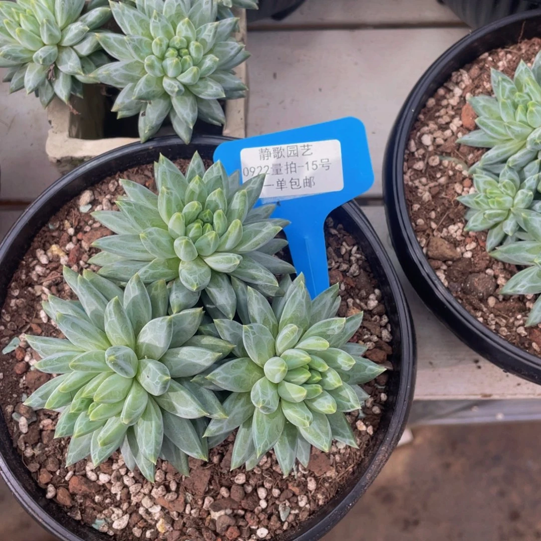 0922-15-青花瓷大群生一颗三头