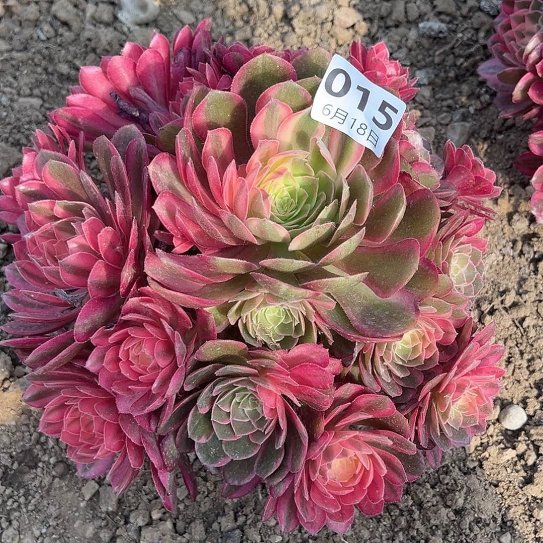 秋***韵6.18-15黑魔锦多肉植物3