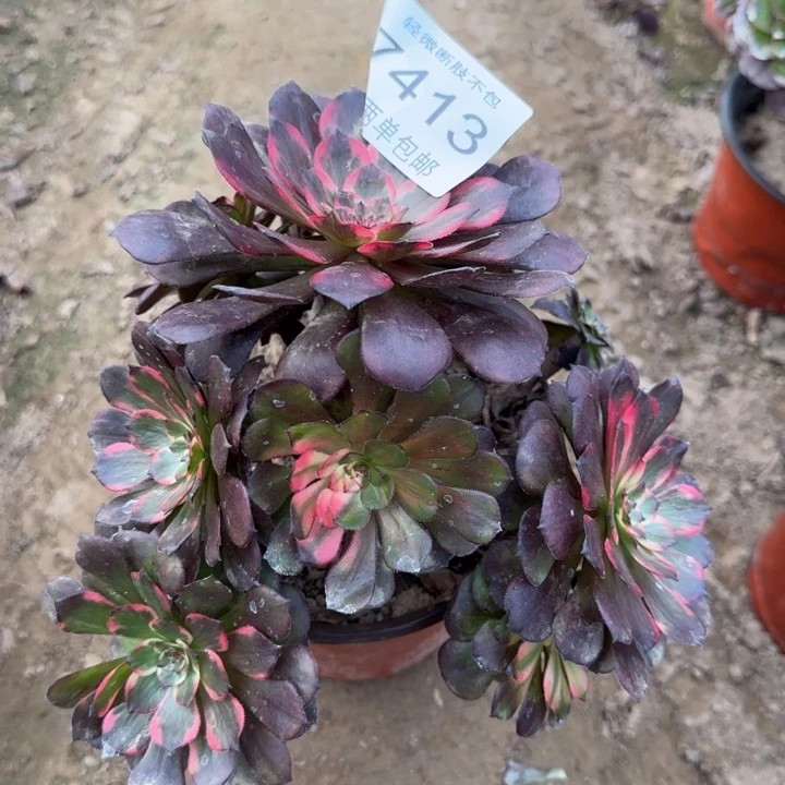 7413烟花多肉植物