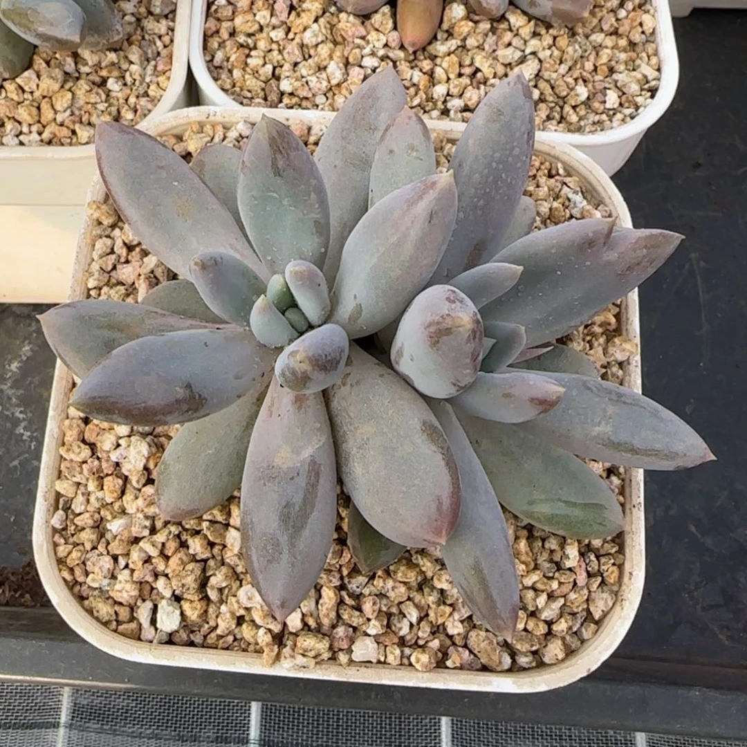 从前慢花园精选多肉哥特萝莉