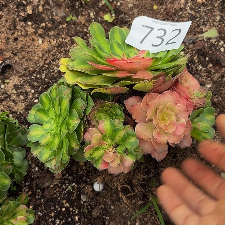 多肉植物知否732月