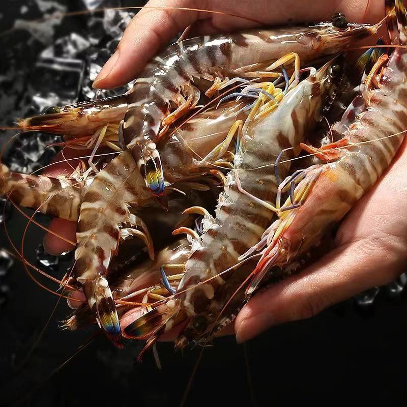 野生斑节虾/九节虾/花虾（一斤30只左右）鲜活速冻发冷链-2斤