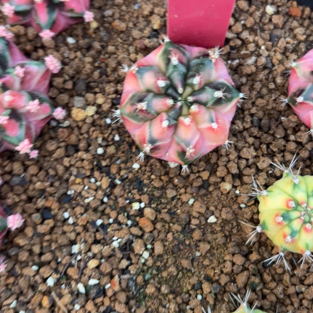 L535-1210泰国发货 cloud b