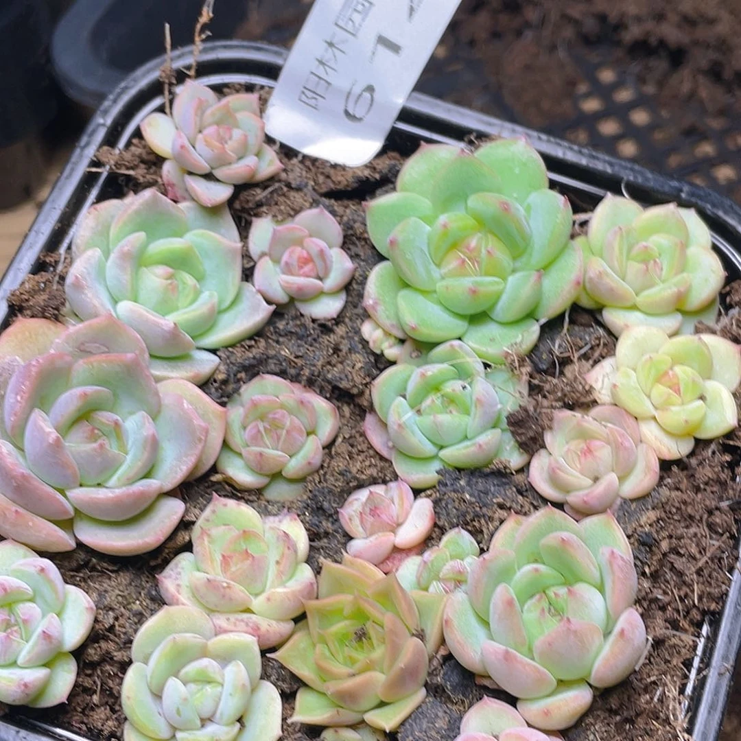 多肉植物多肉植物614