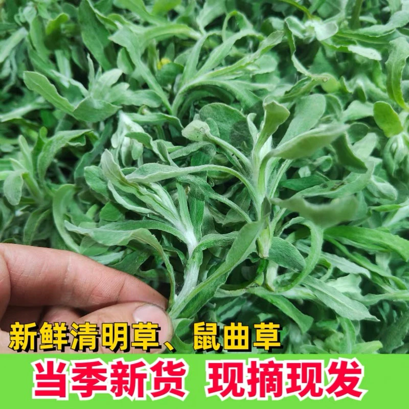 贵州鼠曲草叶新鲜现摘清明草野生水茨菜青团包邮佛耳绒毛菠菠草稞