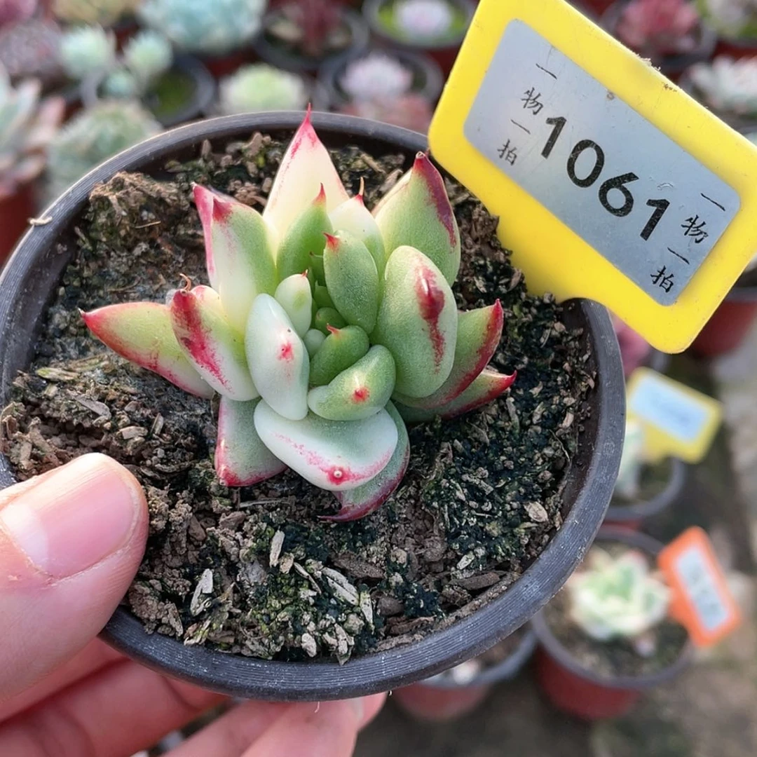 【闪购商品】1061号