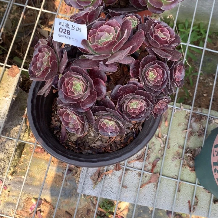 心**语028荷兰玫瑰多肉特价不售后