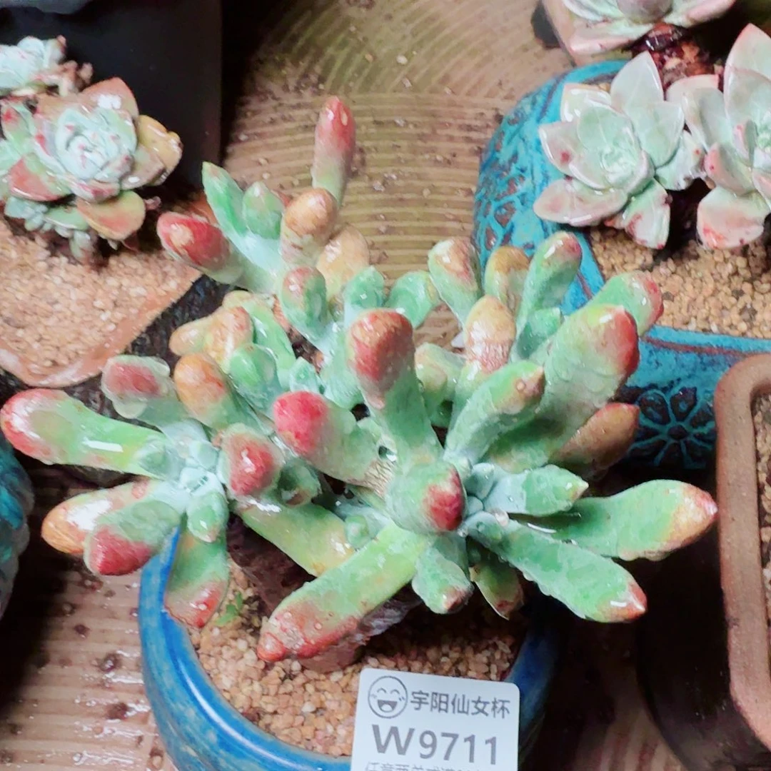 9711登喜仙女杯多肉
