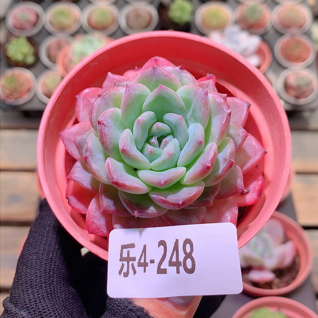 乐然4-248 冰魄单头