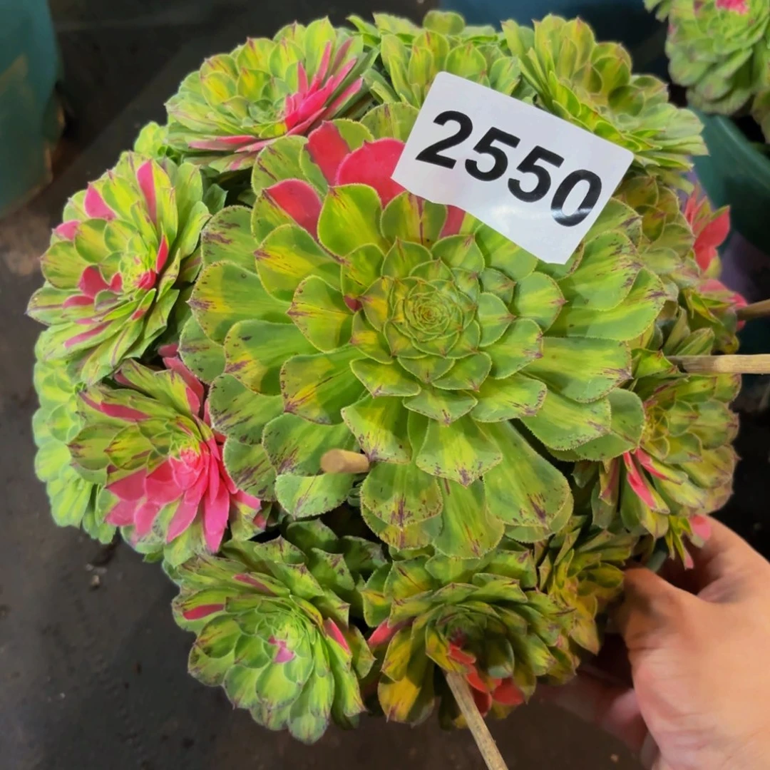 2550多肉植物知否特价