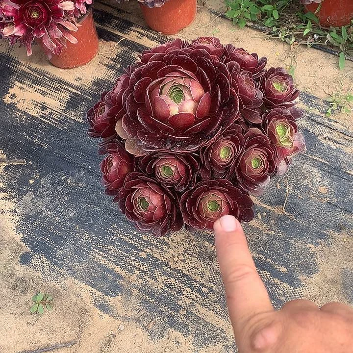 赤焰莲30公分冠幅