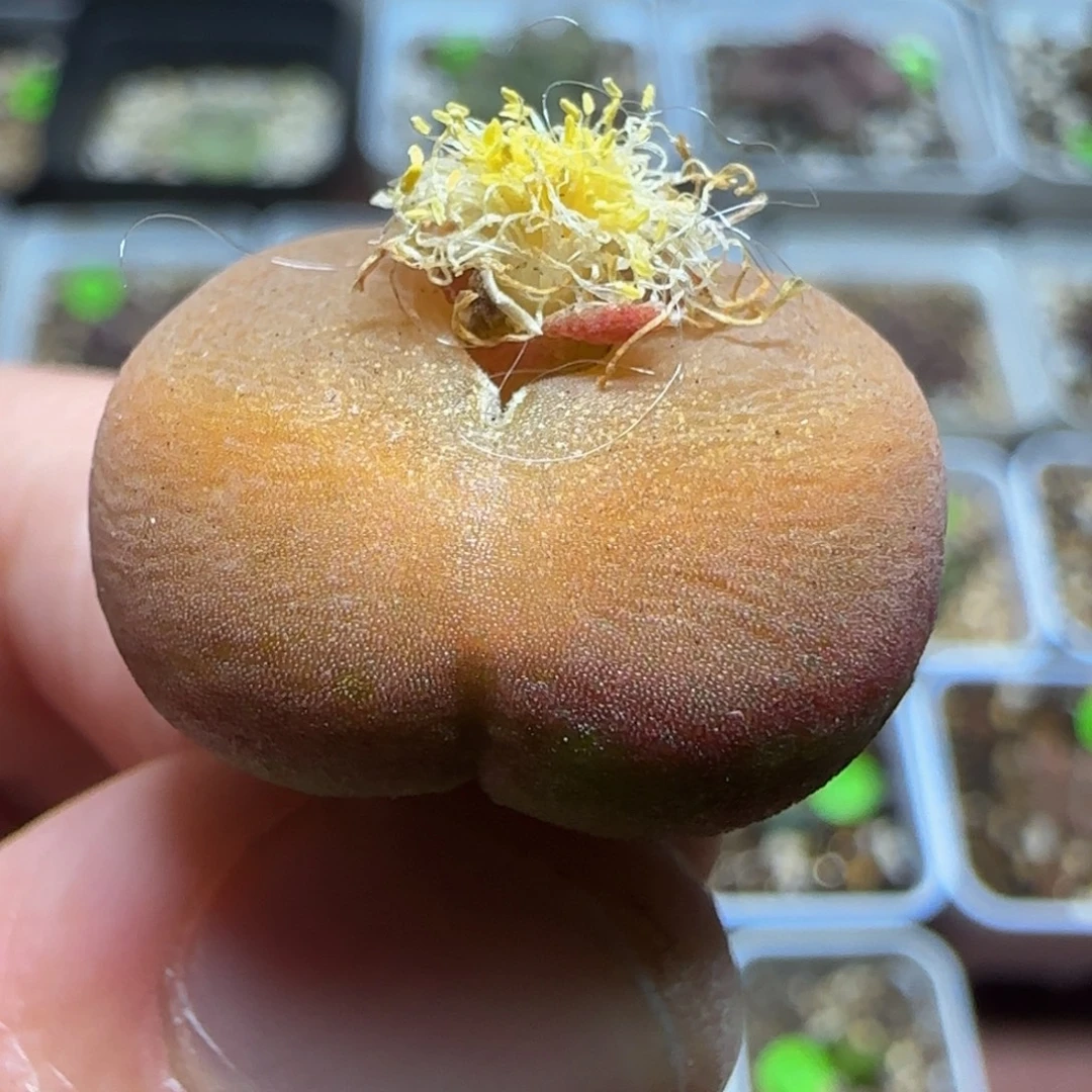 2.1+漂亮多肉植物367