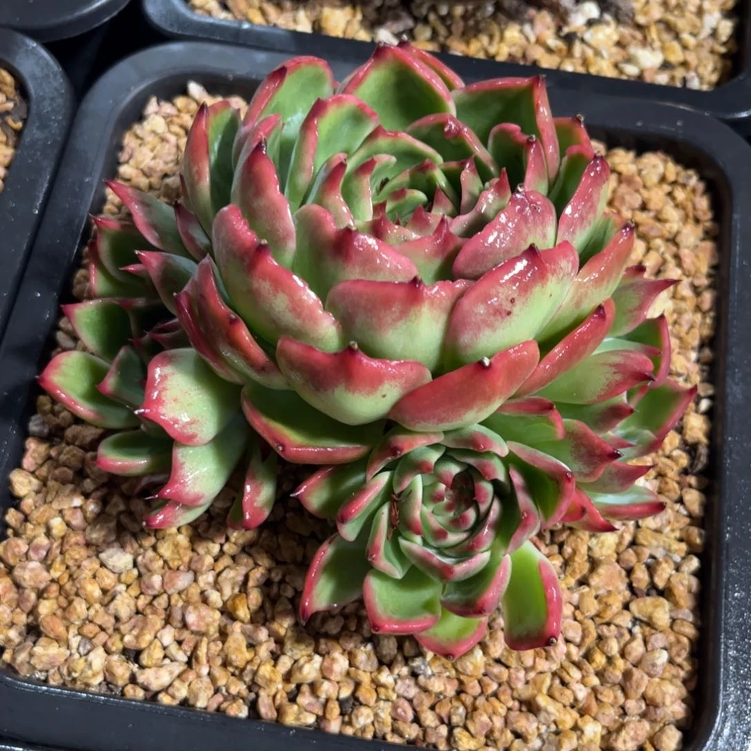 惊鸿仙子一物一拍